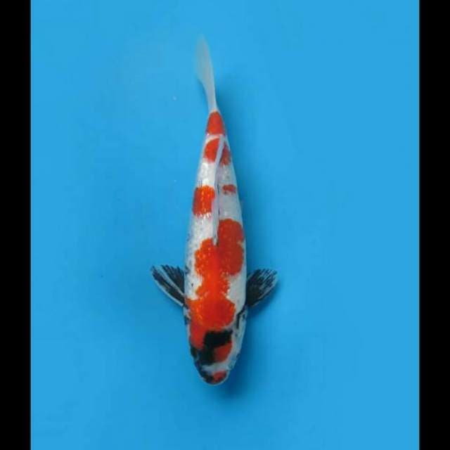 30cm Male - Kindai Showa Full Ginrin