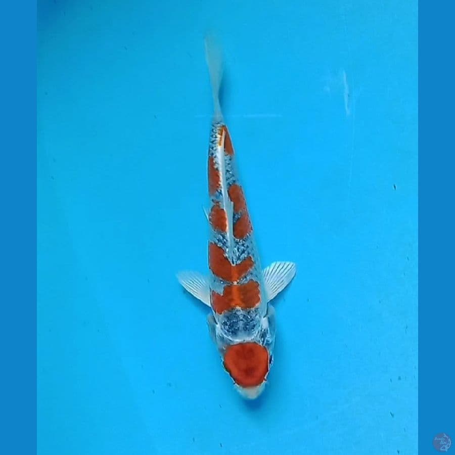 Maruten kujaku