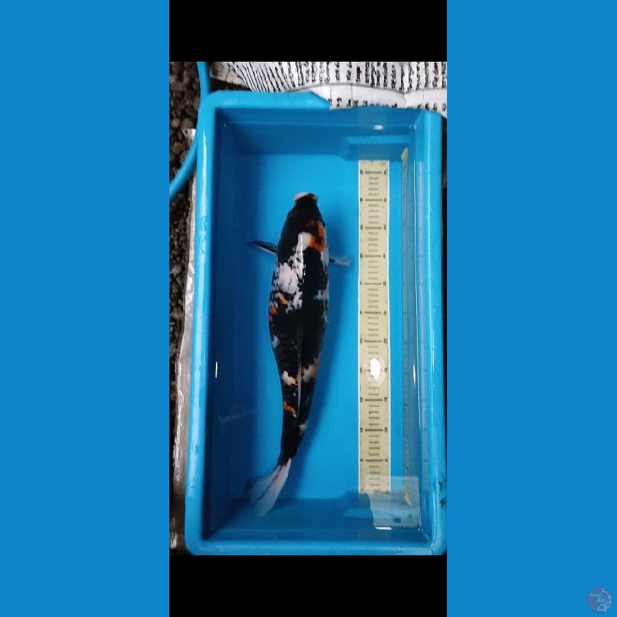 Showa jumbo 52 cm F