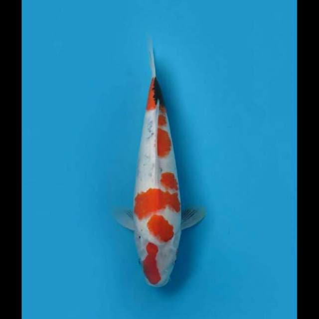 38cm Female - Tategoi Kindai Showa Body Bentung