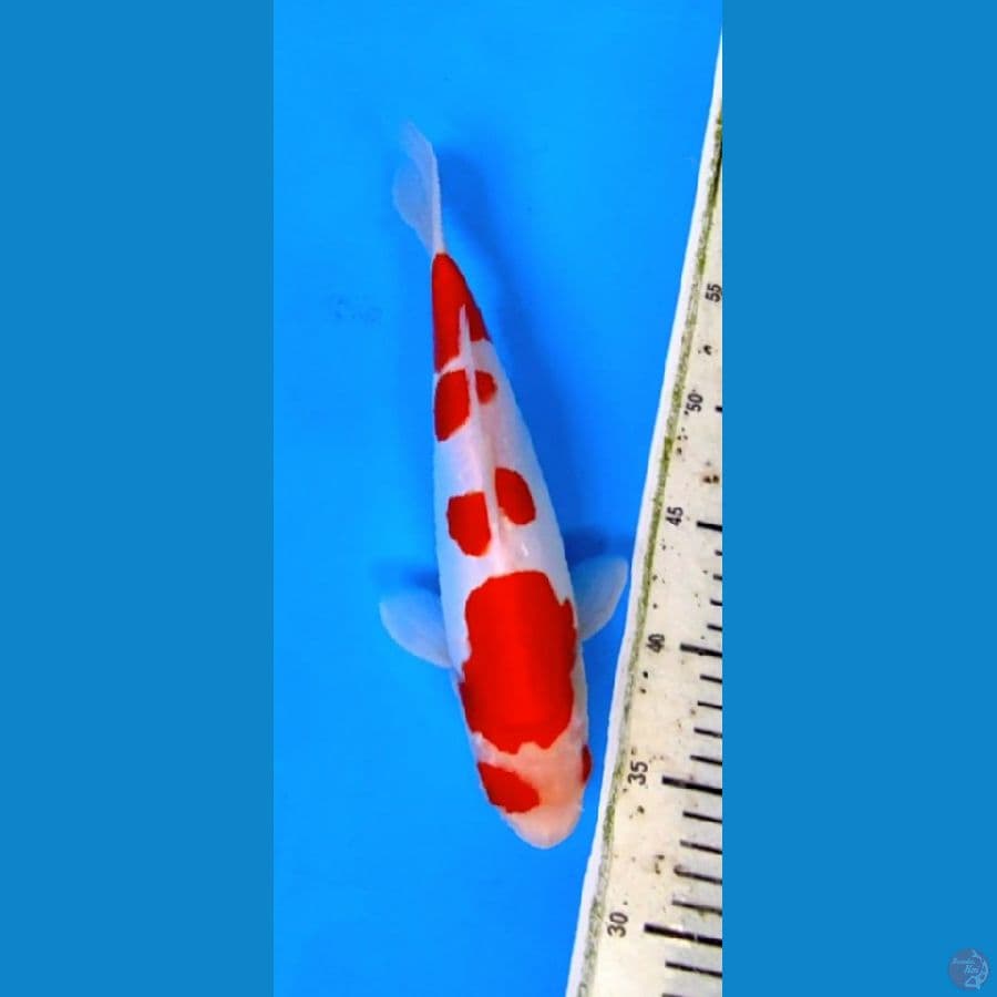 KOHAKU DOITSU 25 CM FM