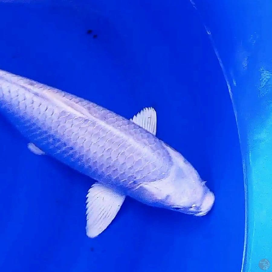 platinum body terpedo f 40 cm