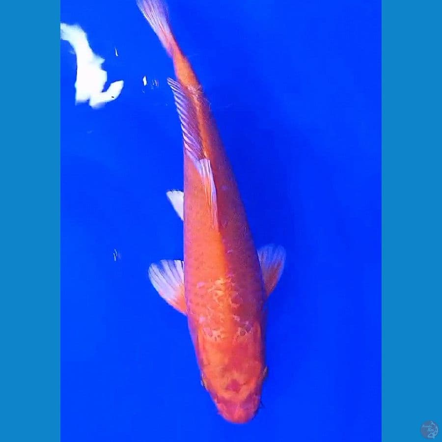 orenji sirip lebar motoaka 33 cm