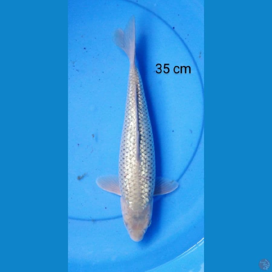 soragoi ginrin bulky 35 cm
