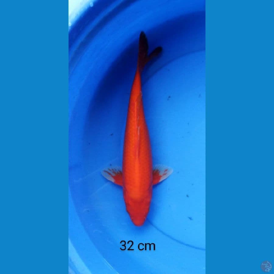 benigoi jreng punuk 32 cm