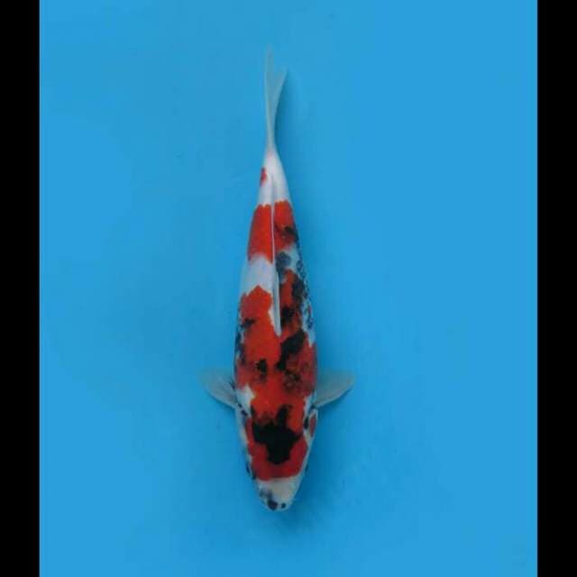 28cm Female - Showa Nidan Tategoi