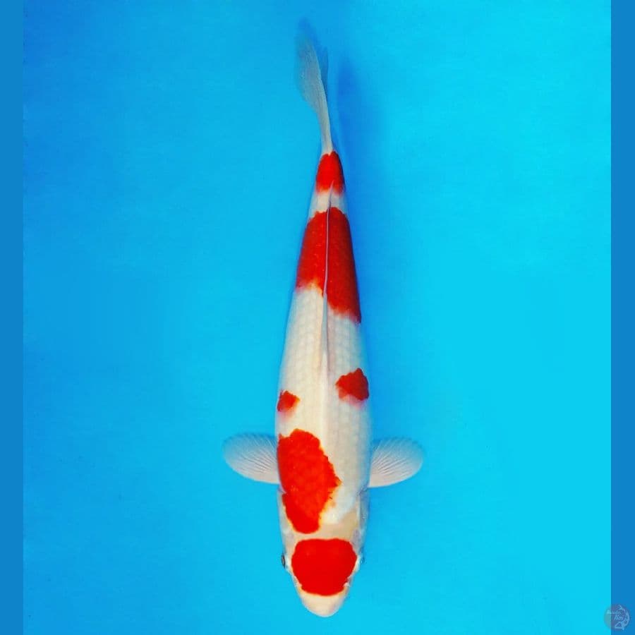 ZERO 1 - Maruten Kohaku 36 cm/fm ®