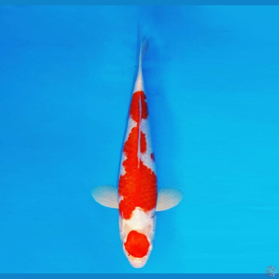 ZERO 4 - Maruten Kohaku 33 cm/fm ®