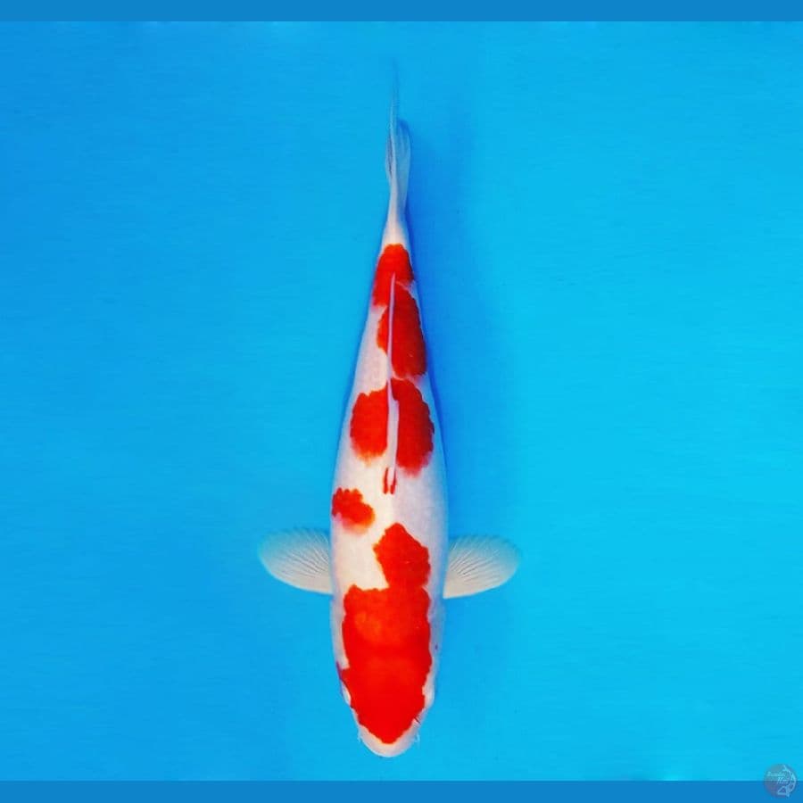 ZERO 5 - Kohaku 34 cm/fm ®