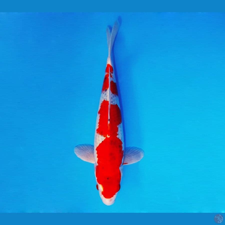ZERO 7 - Goshiki 36 cm/fm ®