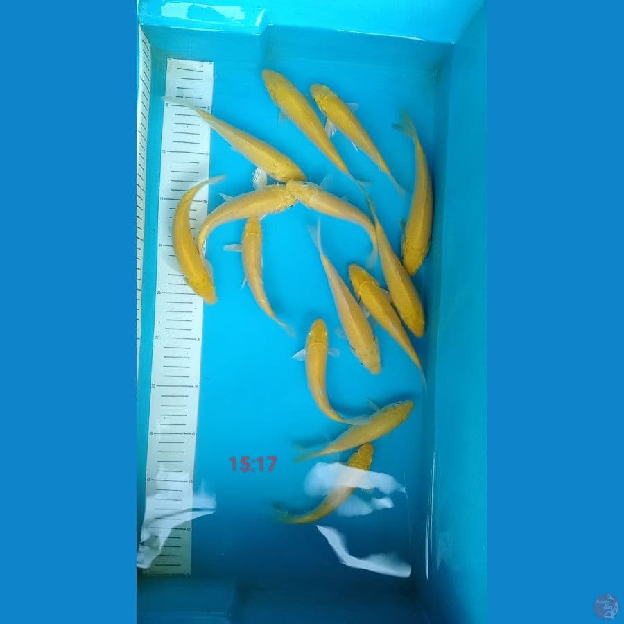 paket 15 ekor karasi mata merah 15 17 cm