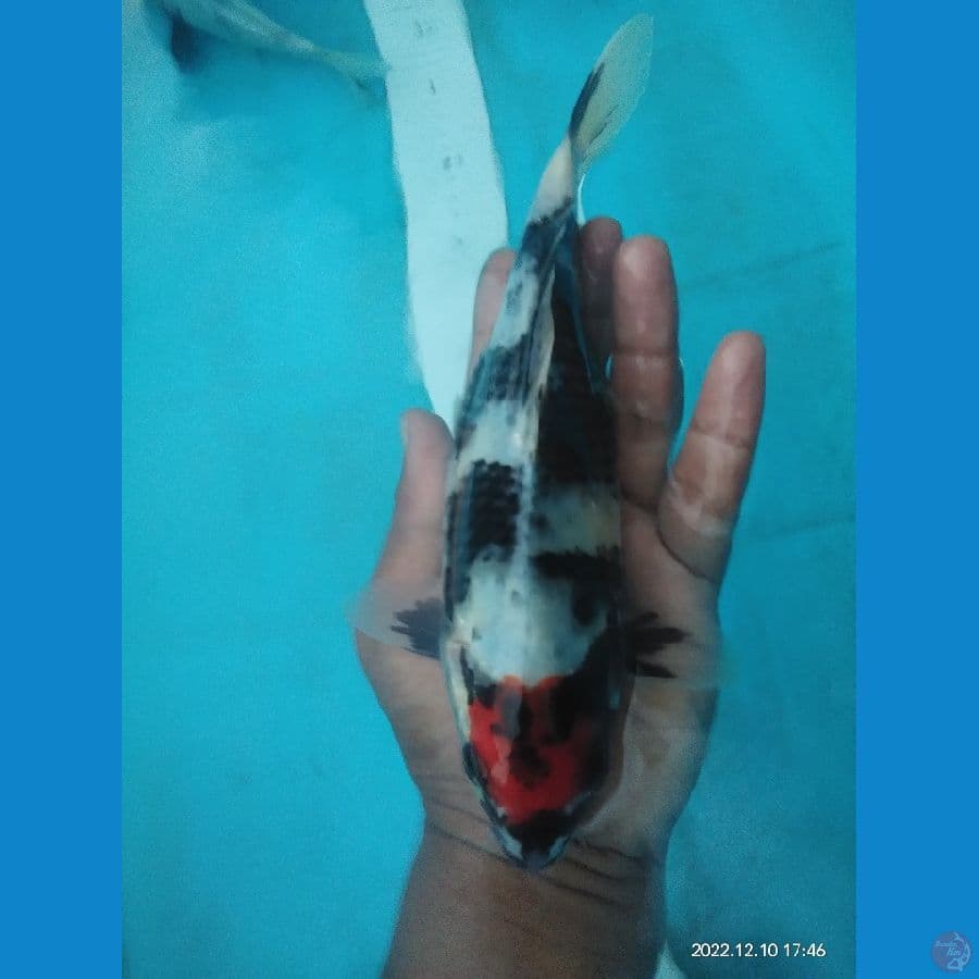 Tancho showa 23cm