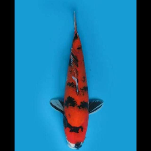 35cm Female - F1 Hi Showa Matador