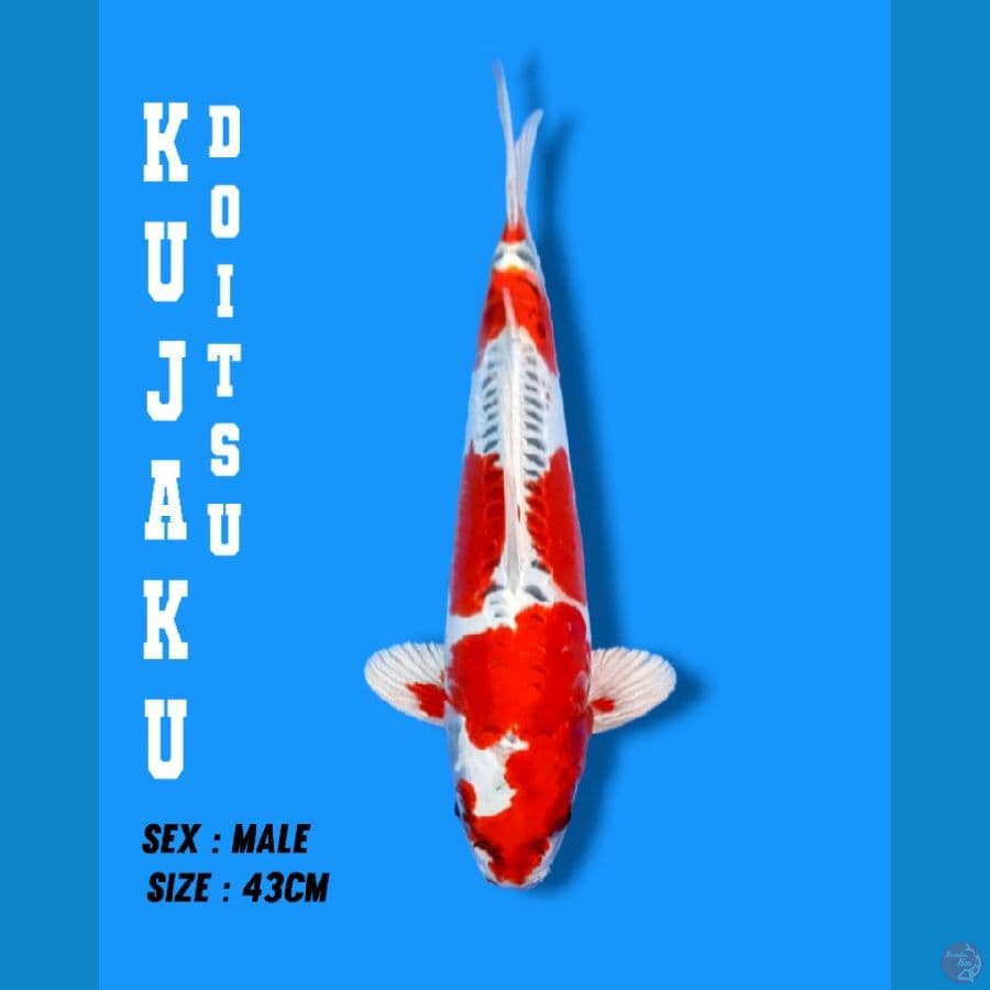 KUJAKU DOITSU 42CM/MALE