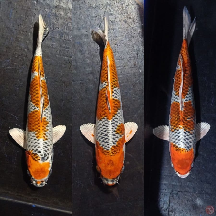 3 EKOR KUJAKU BAHAN KEEP . 32_33_33CM