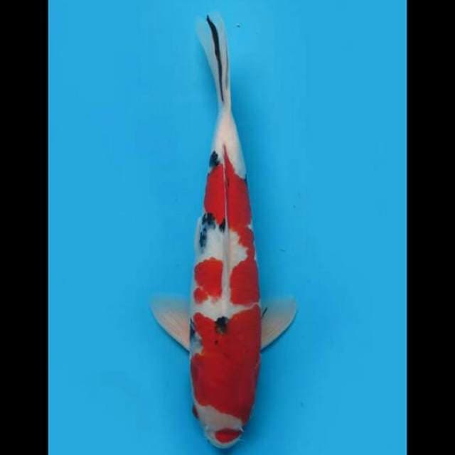 34cm Male - F1 Red Taisho Sanke