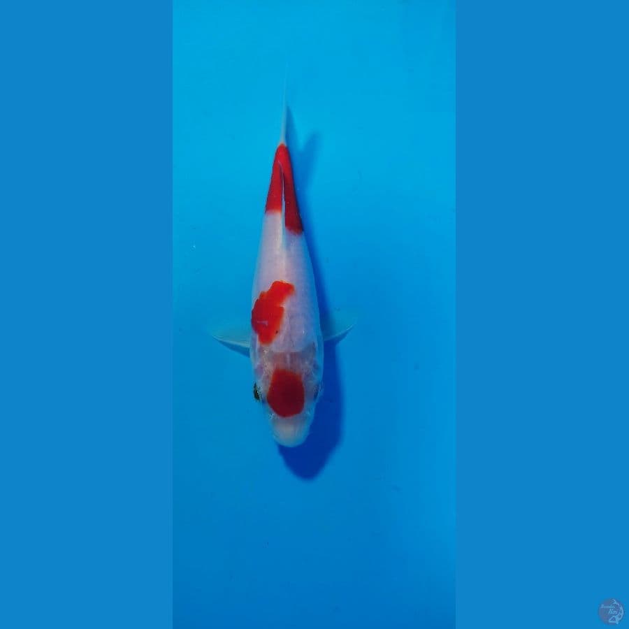 kohaku F1 sakai 16 cm blood line simple love