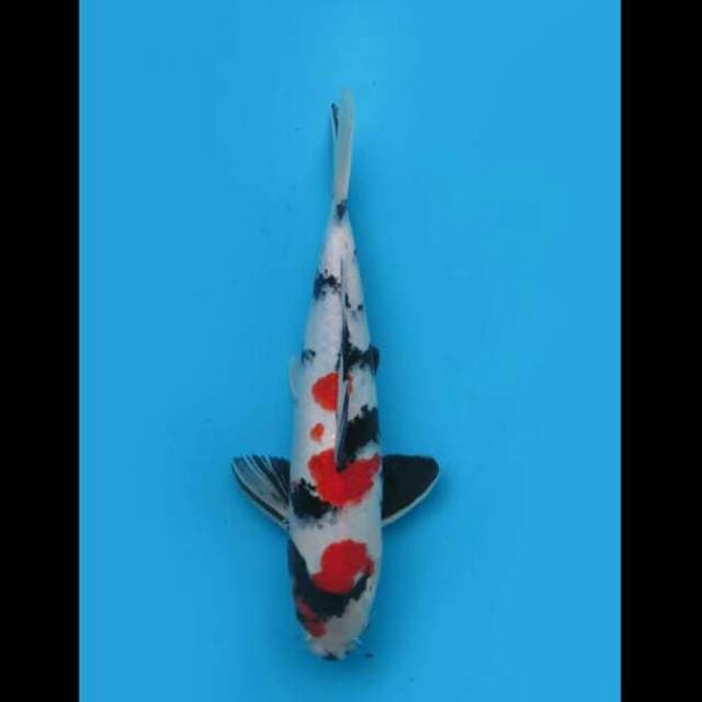 30cm Male - F1 Kindai Showa Hq