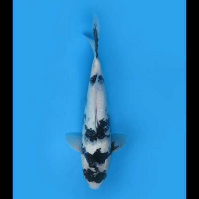 40cm Female - Shiro Utusri Tategoi Bersih