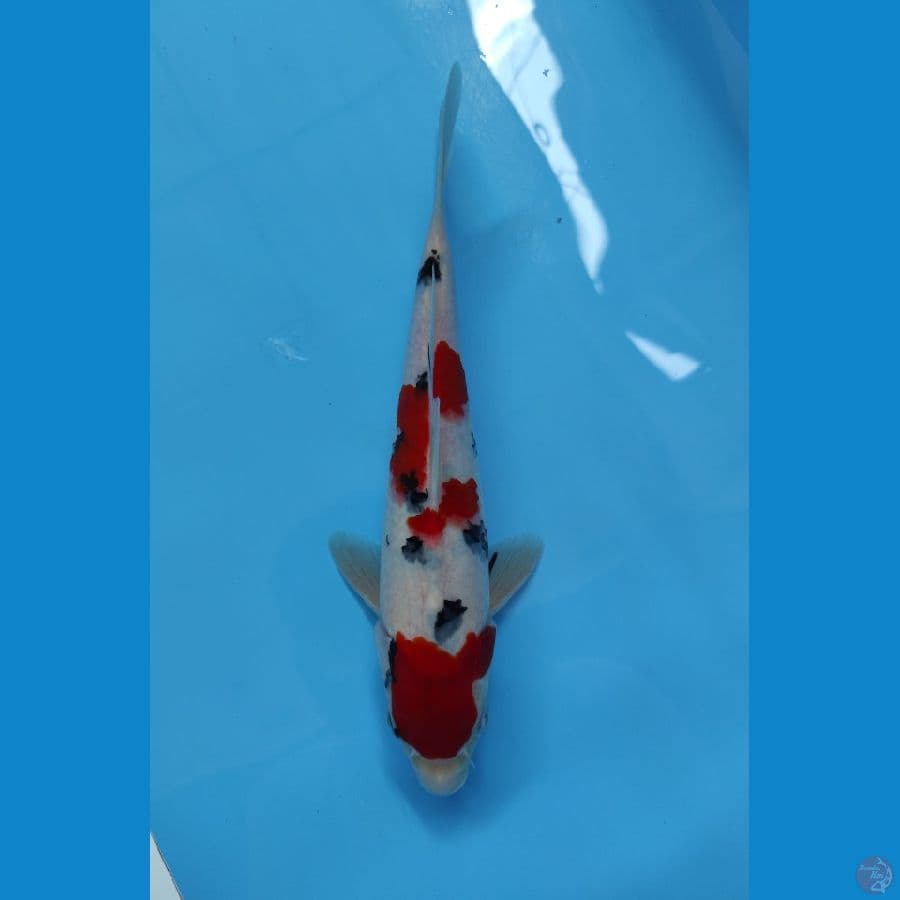 sanke HQ 25cm
