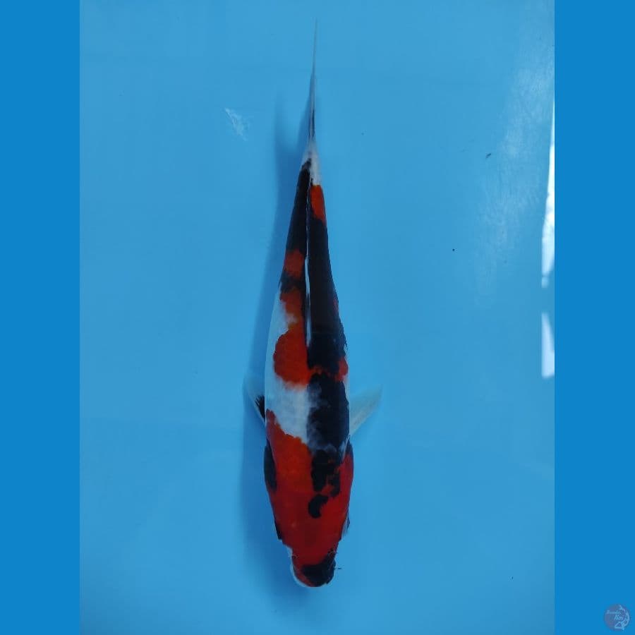 showa 25cm halus