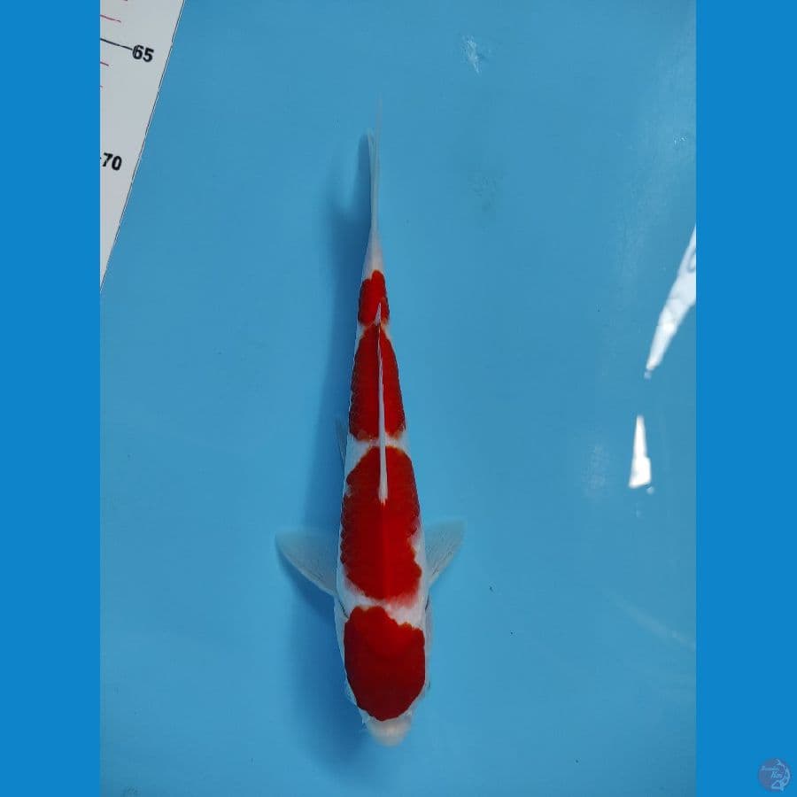 kohaku 25cm