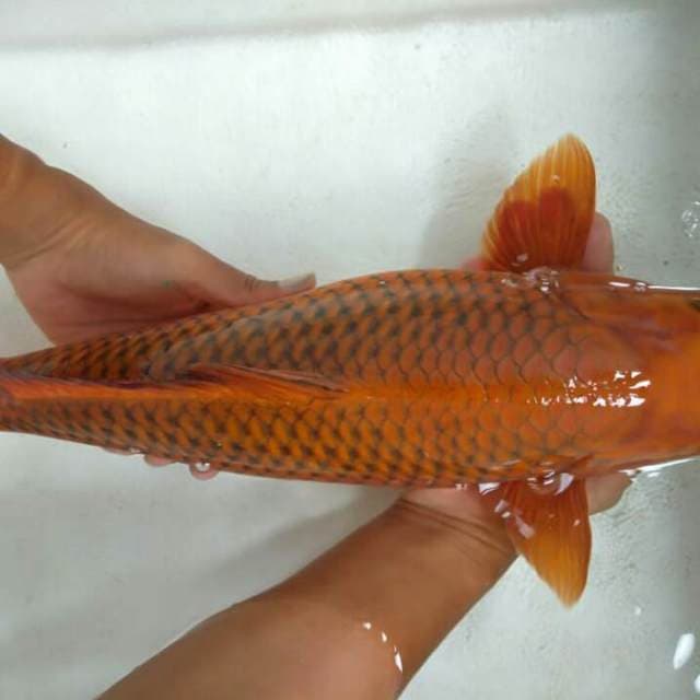 Cagoi tembaga