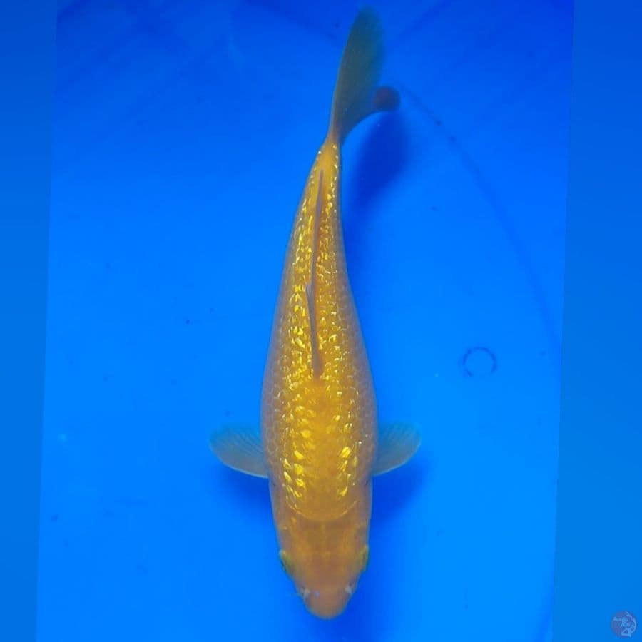 KARASI CALON BADAK JUMBO 22CM