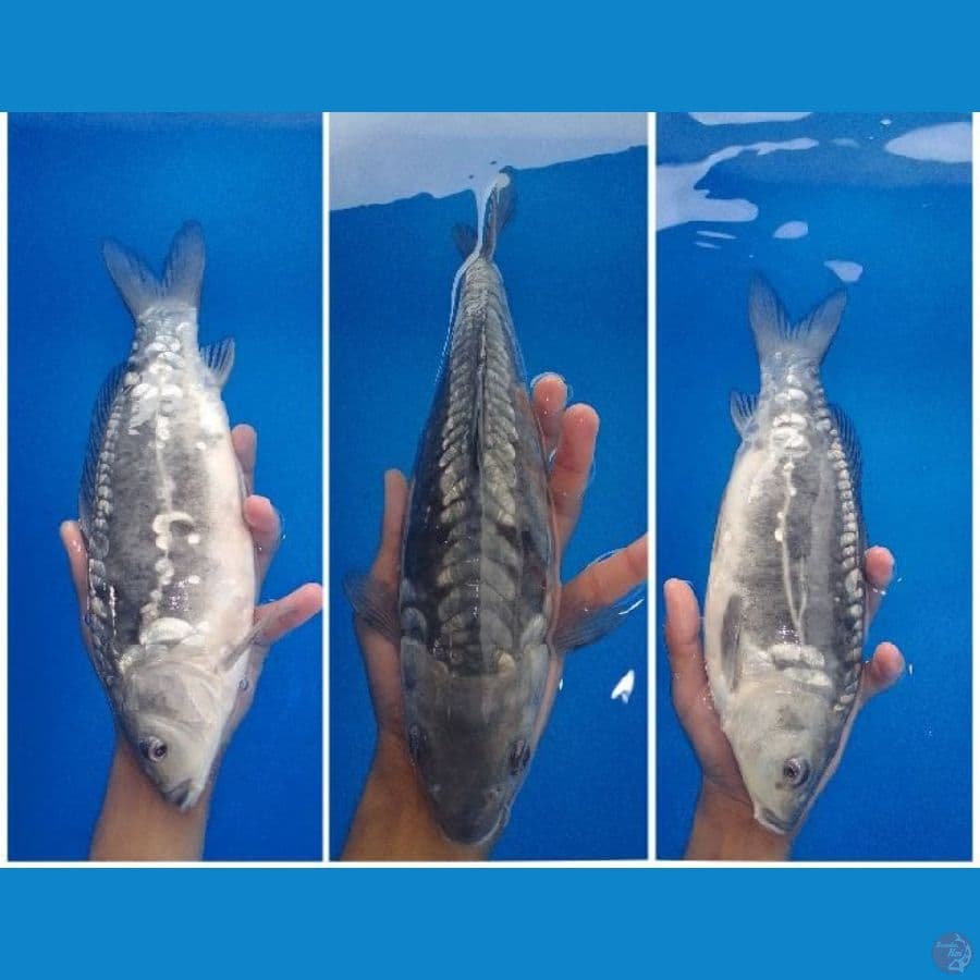35cm Soragoi Doits