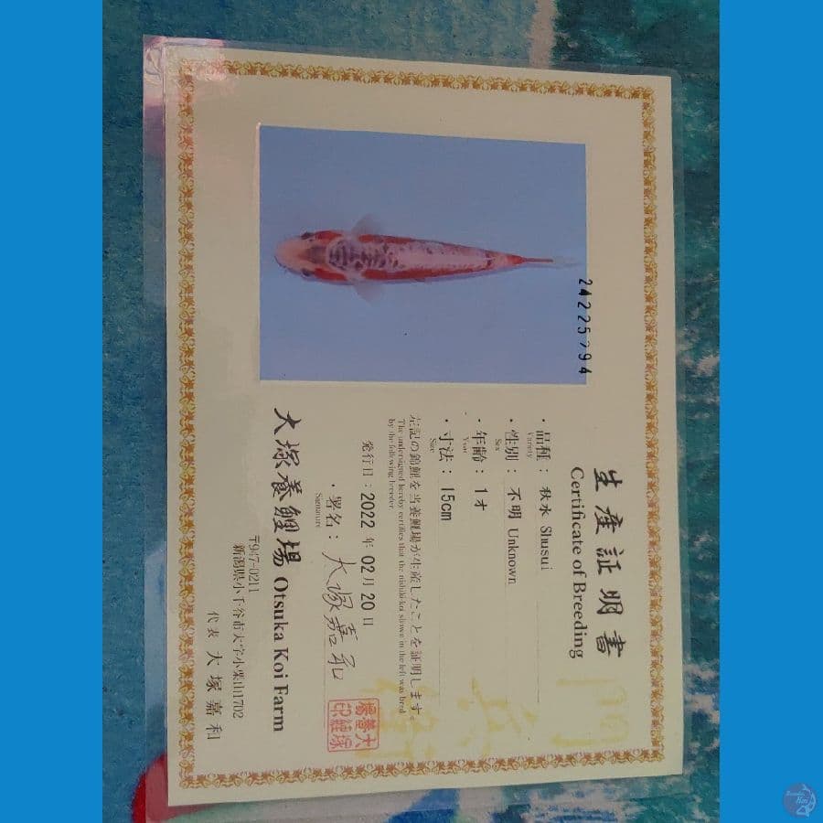 Koi Import Jepang Shusui (Sertifikat Otsuka) 23cm