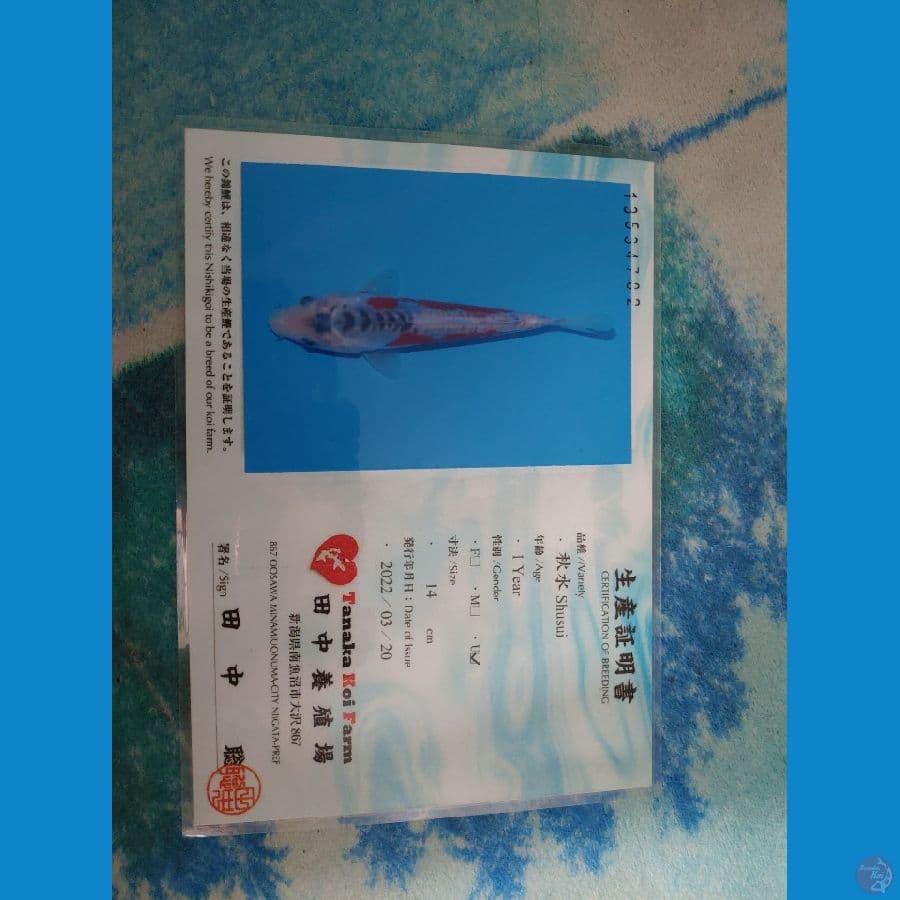 Koi Import Jepang Shusui (Sertifikat Tanaka) 23cm