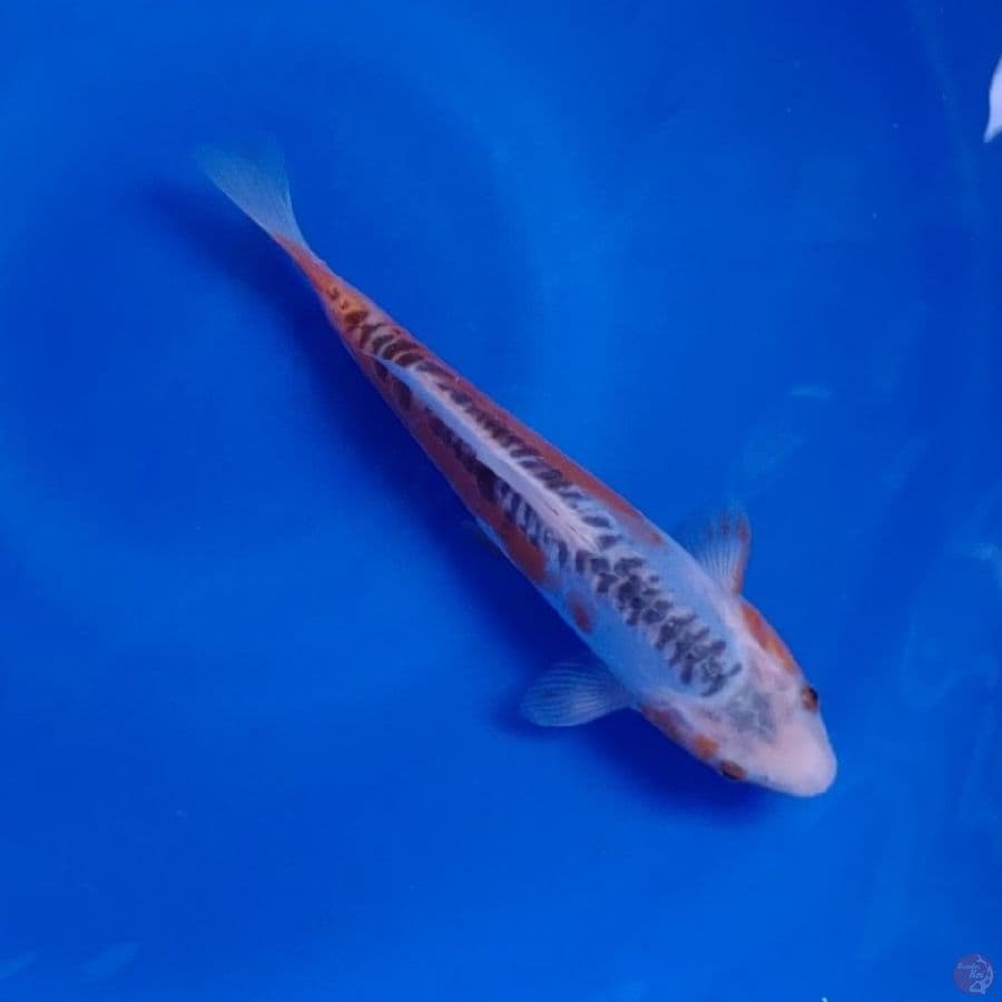 Koi Import Jepang Shusui (Sertifikat Miyatora) 24cm