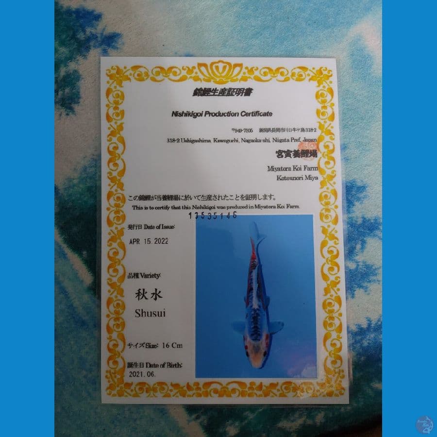 Koi Import Jepang Shusui (Sertifikat Miyatora) 24cm