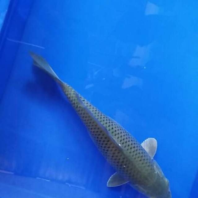 Chagoi ijo