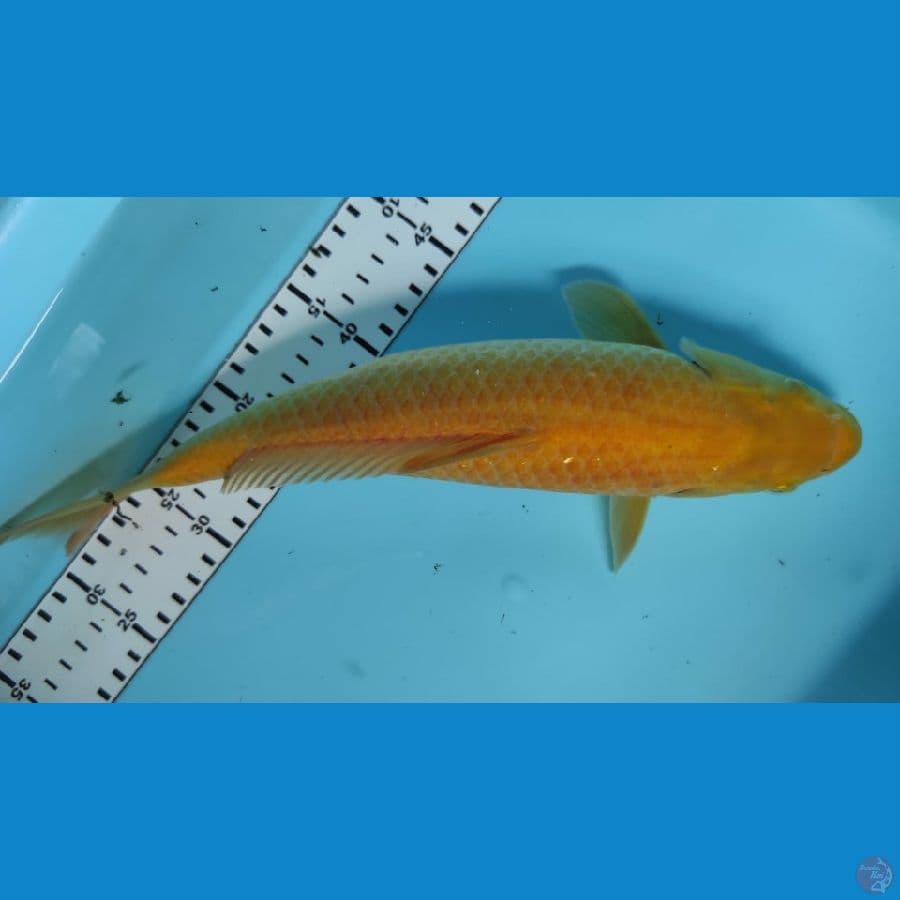 karasi 31cm