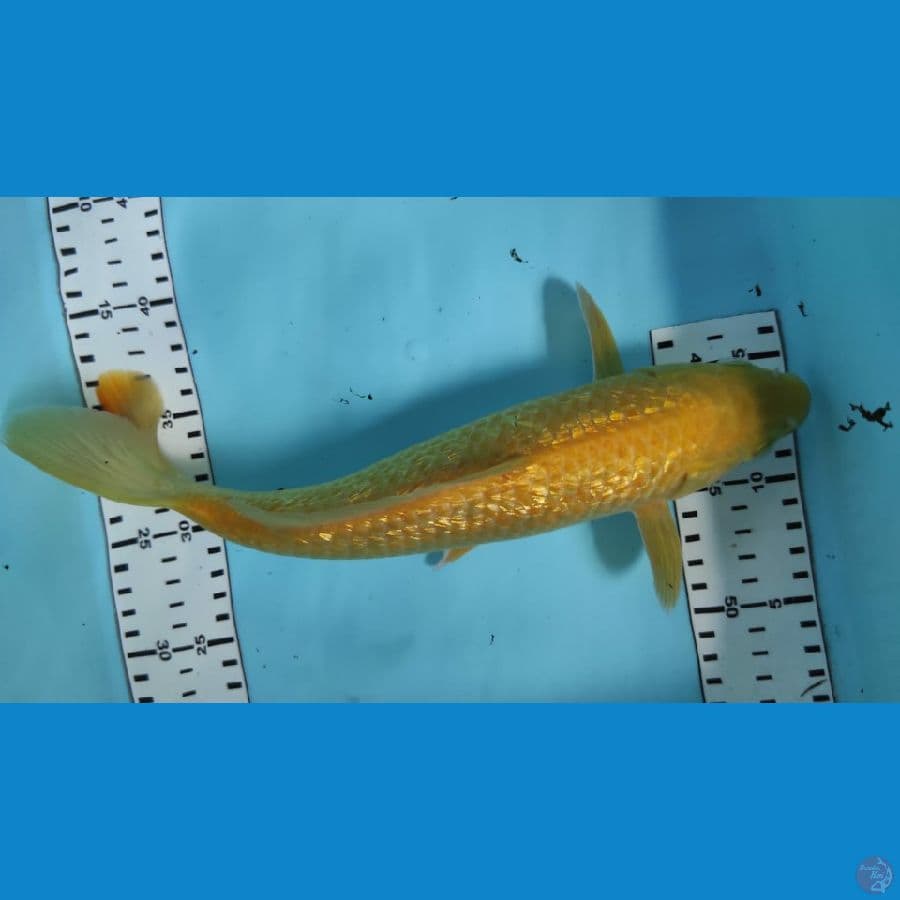 karasi 31cm