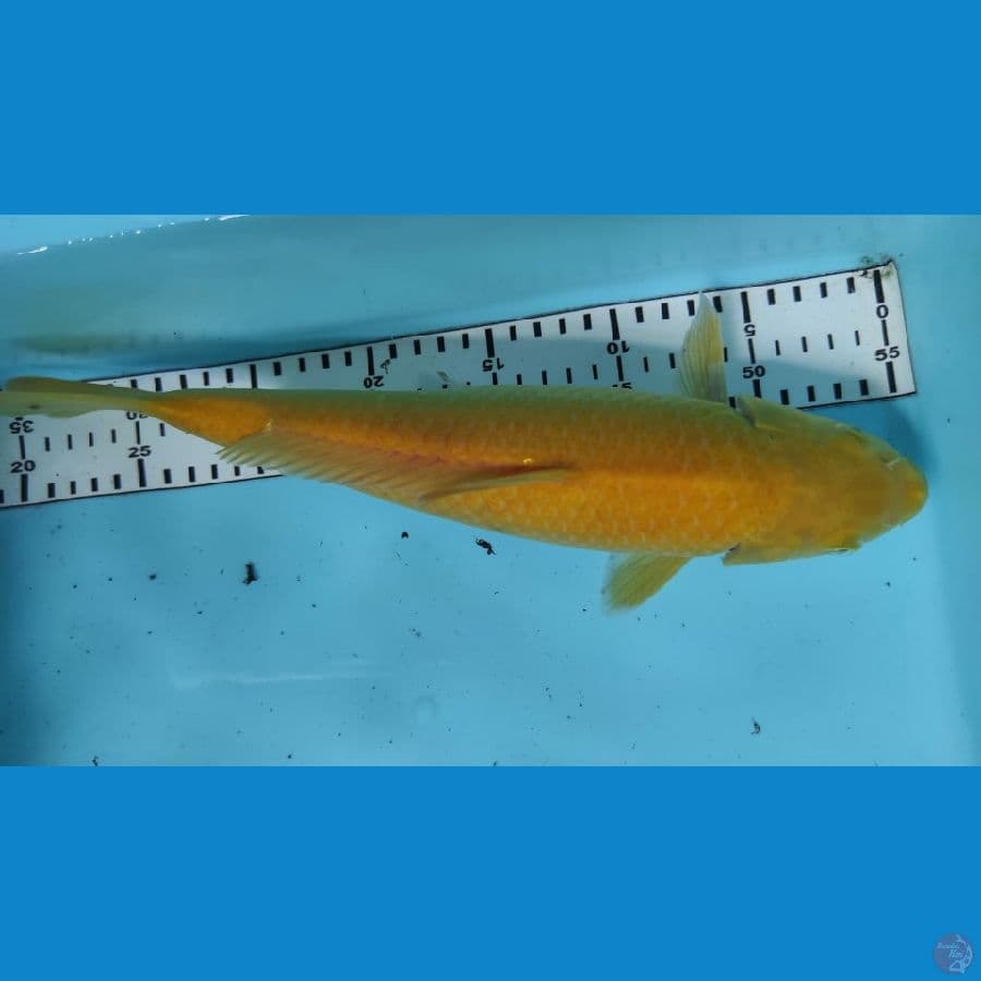 karasi 33cm