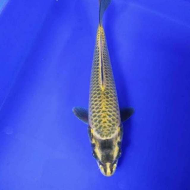 Kawari 19cm
