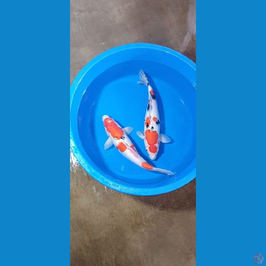 sanke 40cm