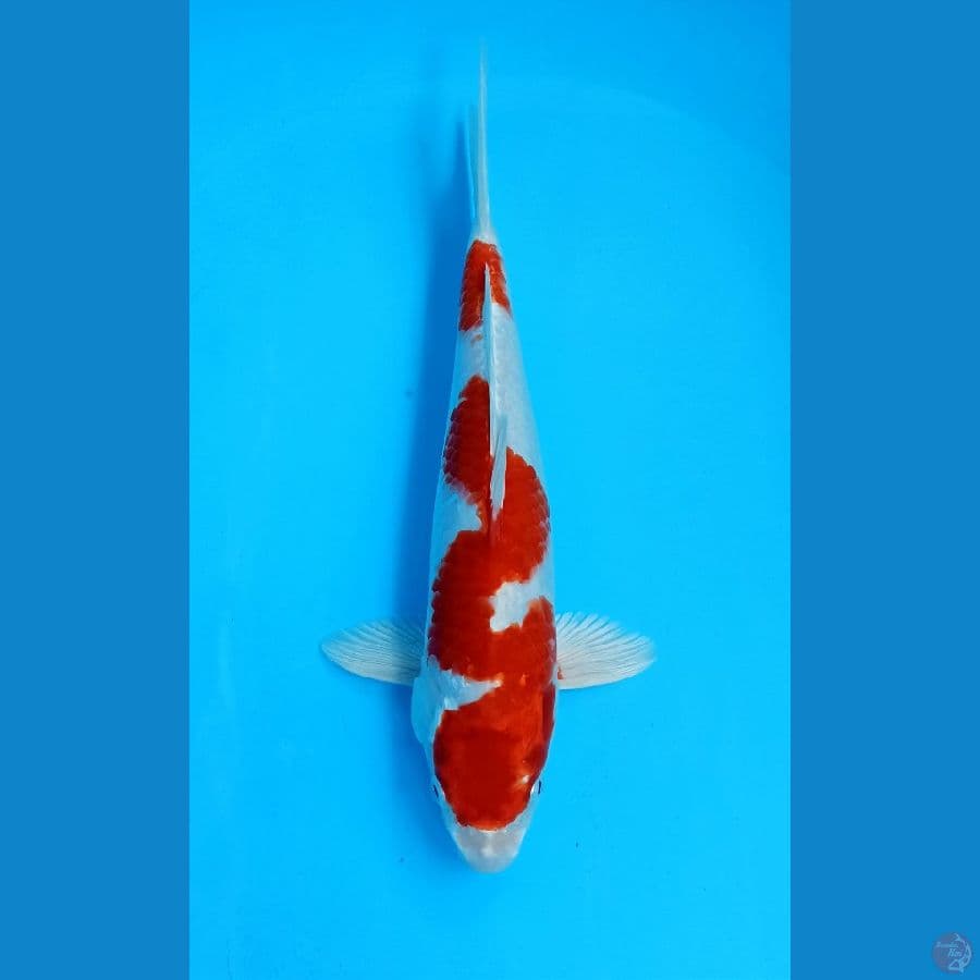 kohaku hikari 30cm