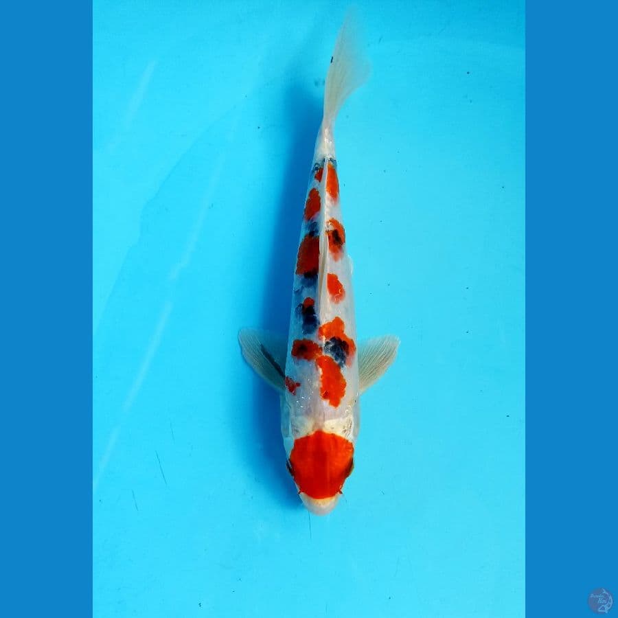 sanke 23cm