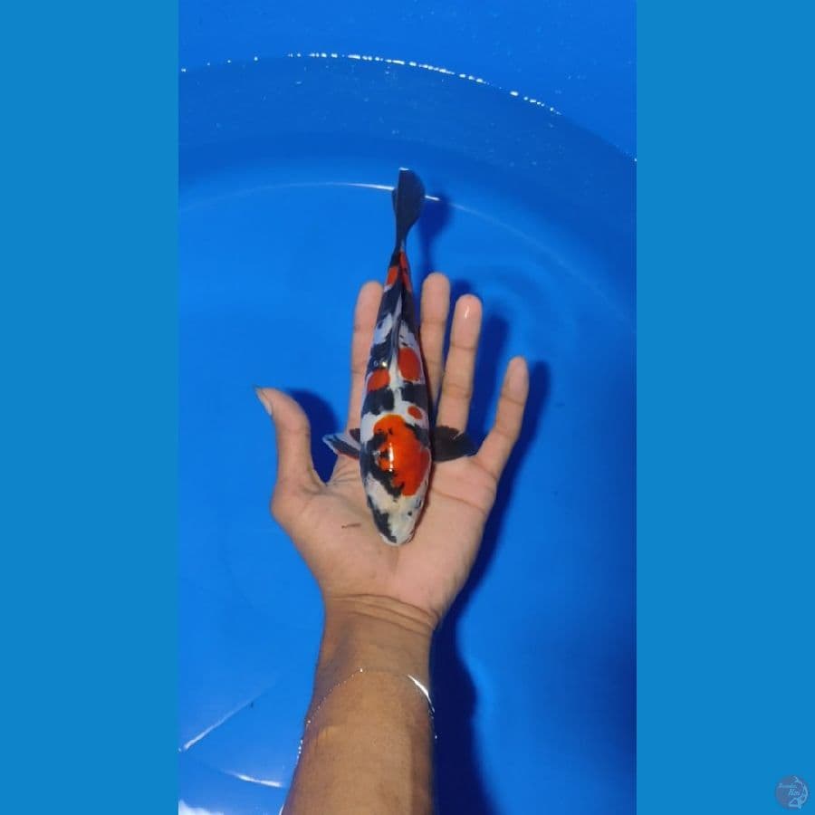 showa doitsu 20 cm