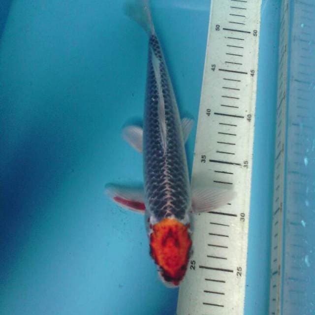 Tancho Kujaku, panjang 30 cm