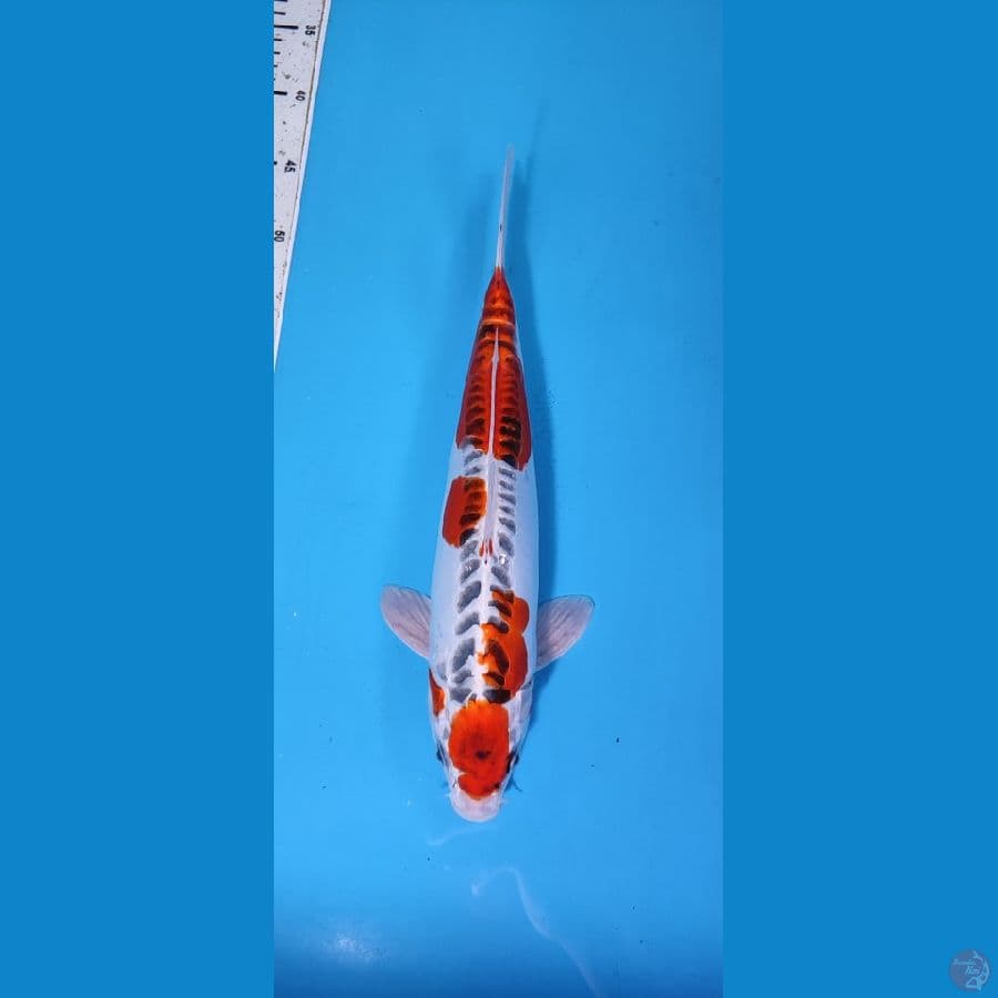 MARUTEN KIKOKURYU 37 cm