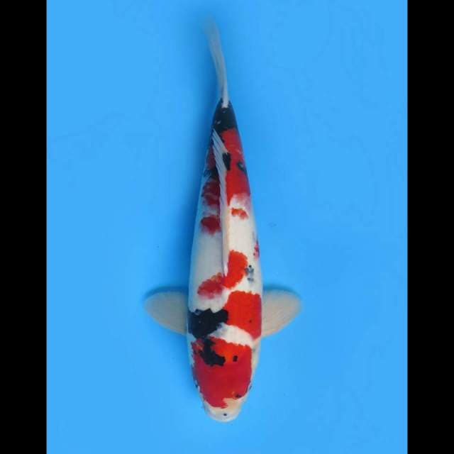 50cm Male - F1 Jumbo Red Showa