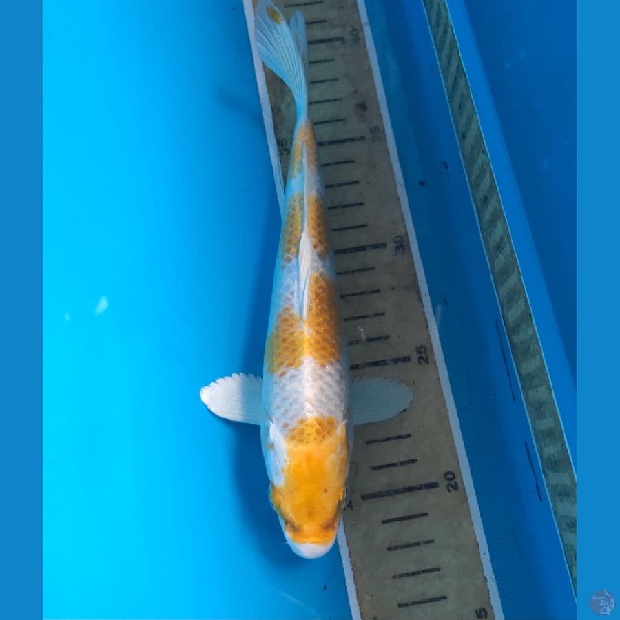 hariwake 22cm