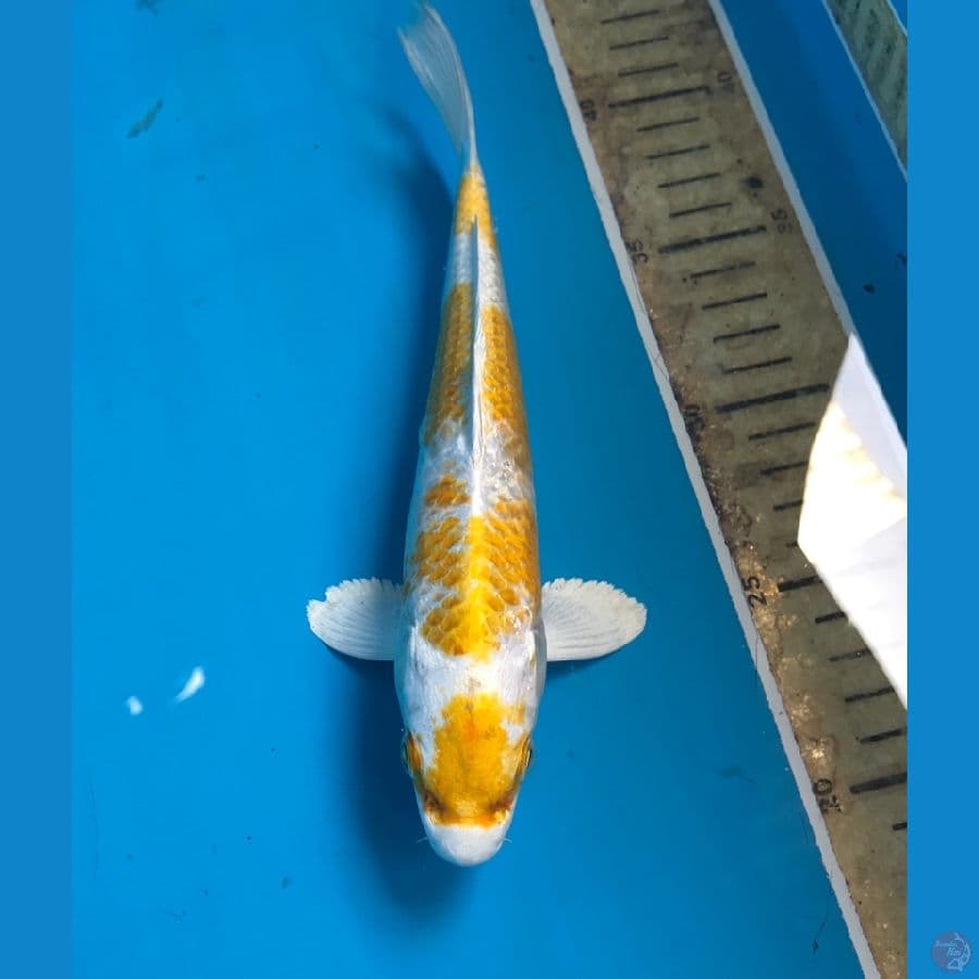 hariwake 23cm