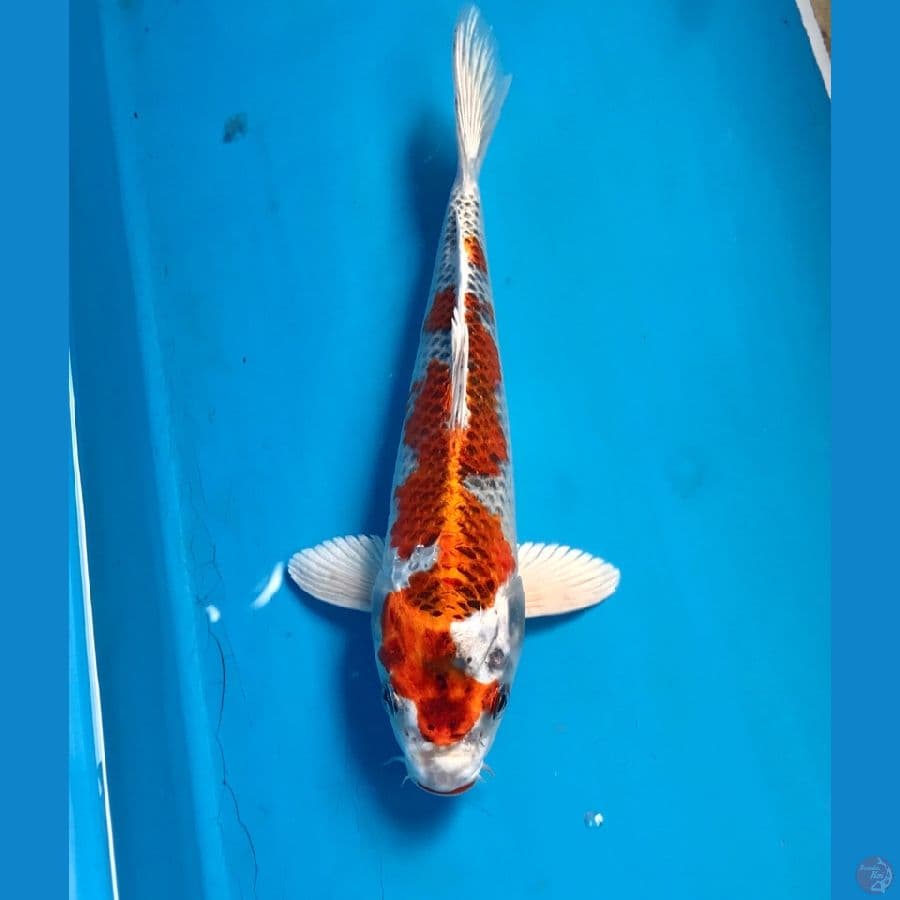 kujaku 22cm