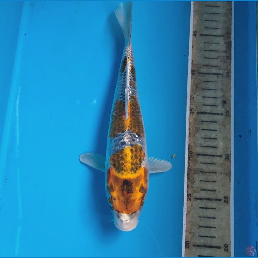 kogane 26cm