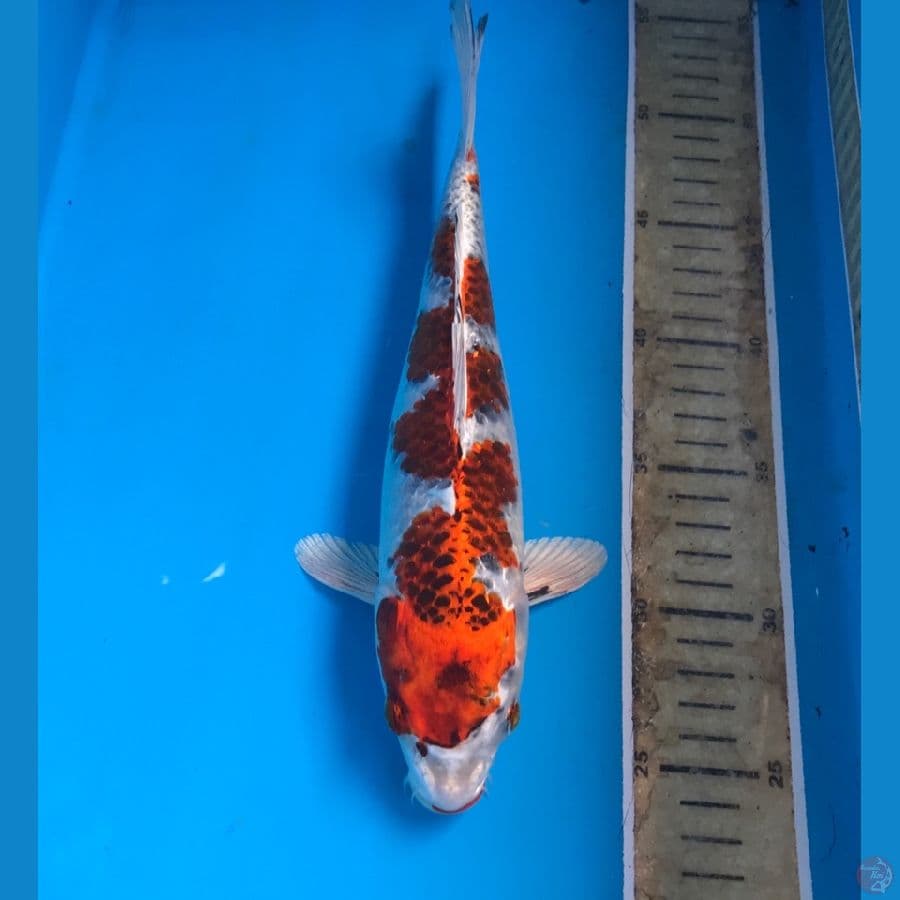 beni gingga 28cm